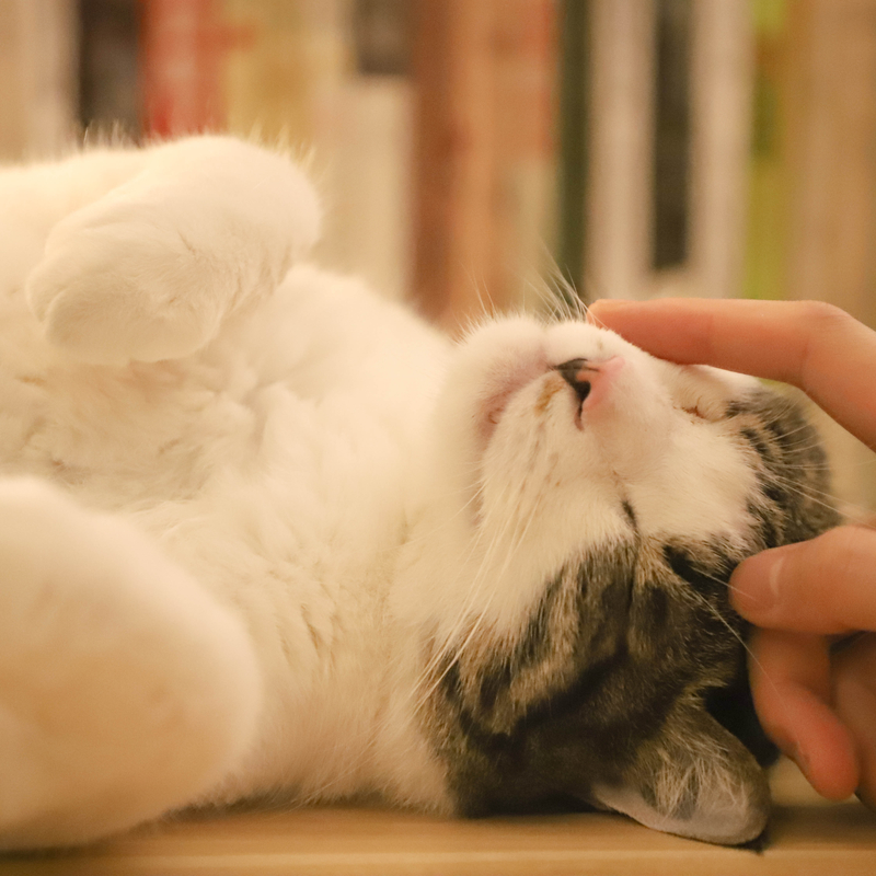 Cat Concerts - Event image